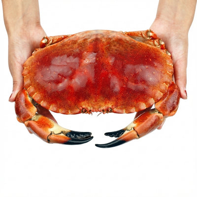 Fresh Bread Crab | Premium Seafood | Tender Meat & High-Protein Nutrition
